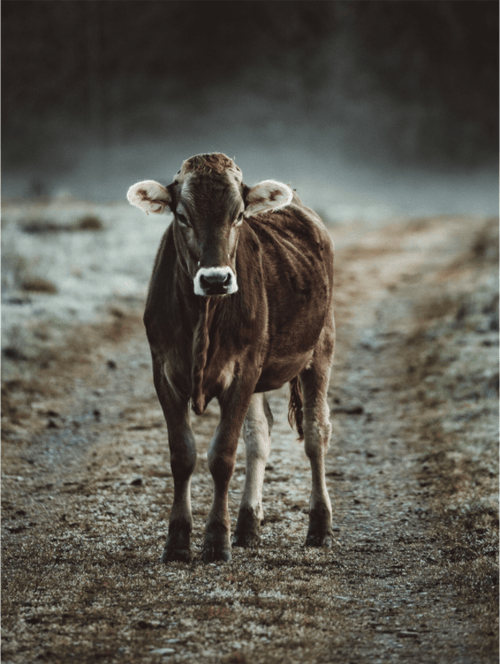 Allgäu Kuh 11 - Chris - Frumolt - Shop