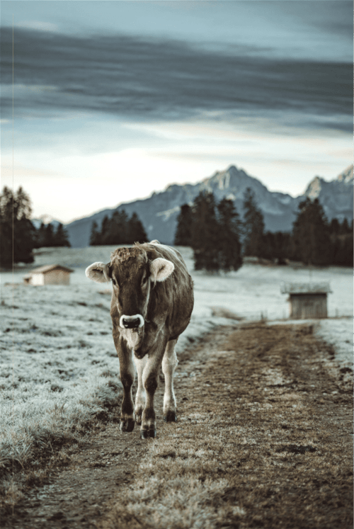 Allgäu Kuh 8 - Chris - Frumolt - Shop