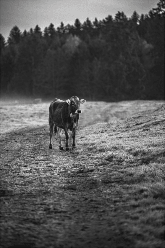 Allgäuer Kuh III SchwarzWeiß Foto - Chris - Frumolt - Shop