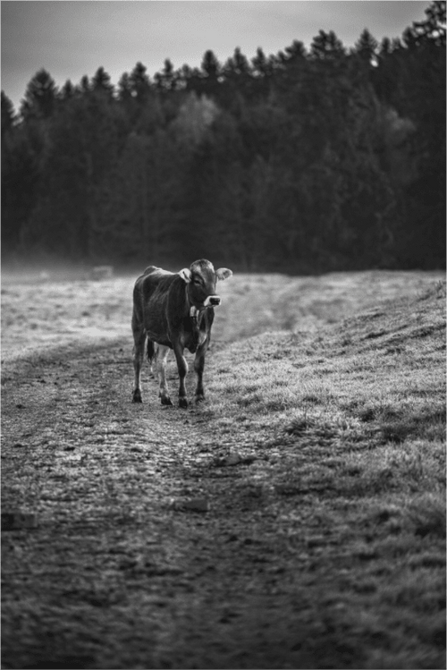Allgäuer Kuh III SchwarzWeiß Foto - Chris - Frumolt - Shop