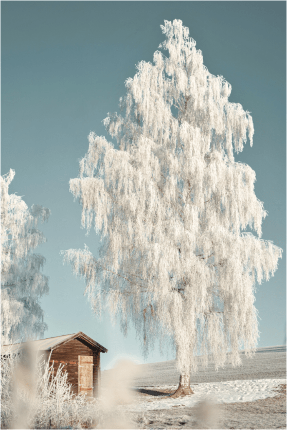 Attlesee 2 - Chris - Frumolt - Shop