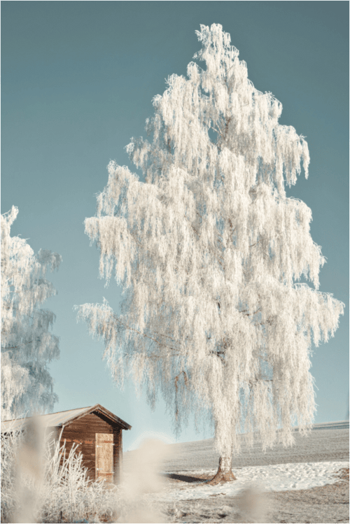 Attlesee 2 - Chris - Frumolt - Shop