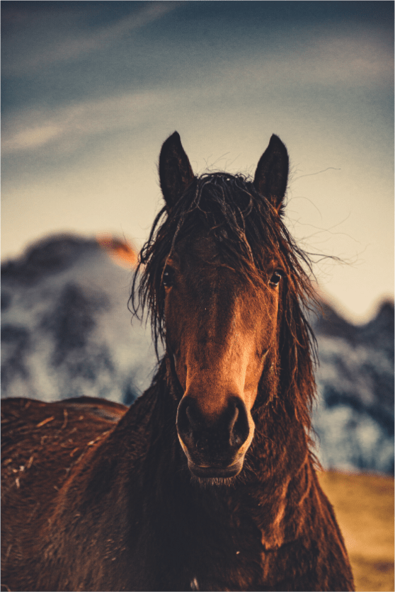 Das Pferd im Winter. - Chris - Frumolt - Shop