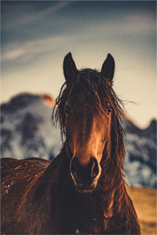 Das Pferd im Winter. - Chris - Frumolt - Shop
