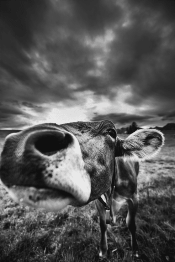 Die einzig wahre "Kuh" - Chris - Frumolt - Shop