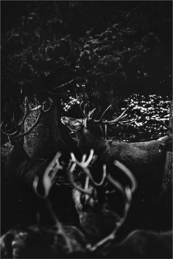 Hirsch im Wald. - Chris - Frumolt - Shop
