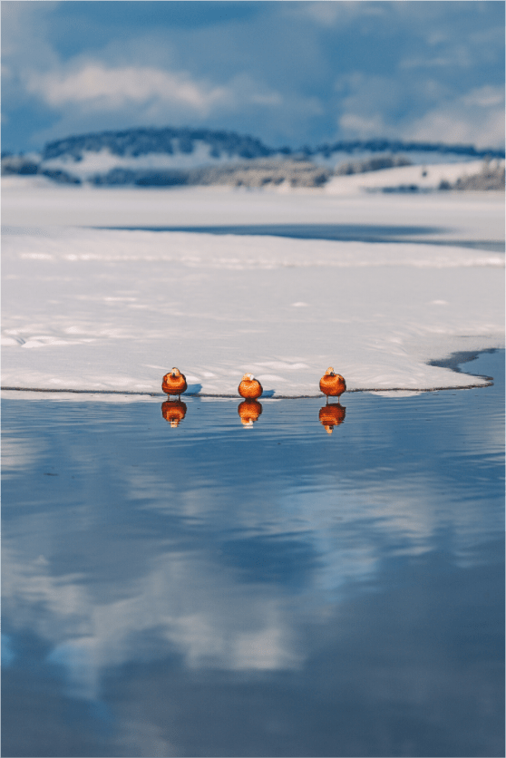 Rostgänse am Forggensee im Winter. - Chris - Frumolt - Shop