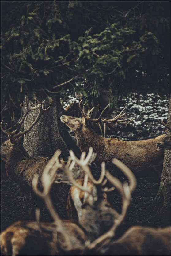 Rotwild. I. - Chris - Frumolt - Shop