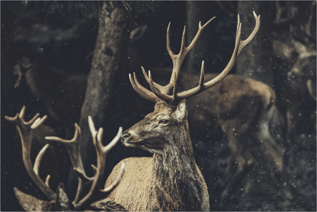 Rotwild. II. - Chris - Frumolt - Shop