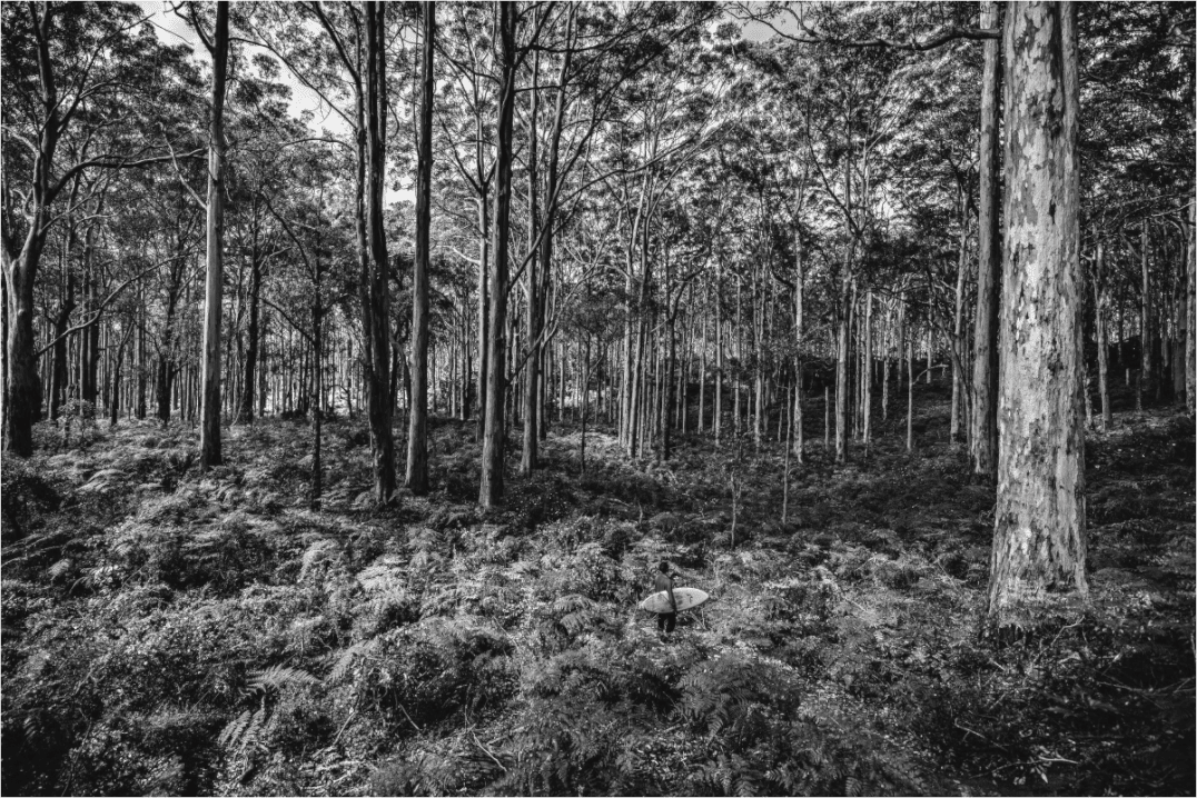 The Surfer in the Forrest. - Chris - Frumolt - Shop